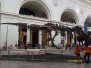 SUE the dinosaur from chicago's field musem