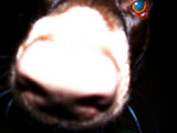user portrait